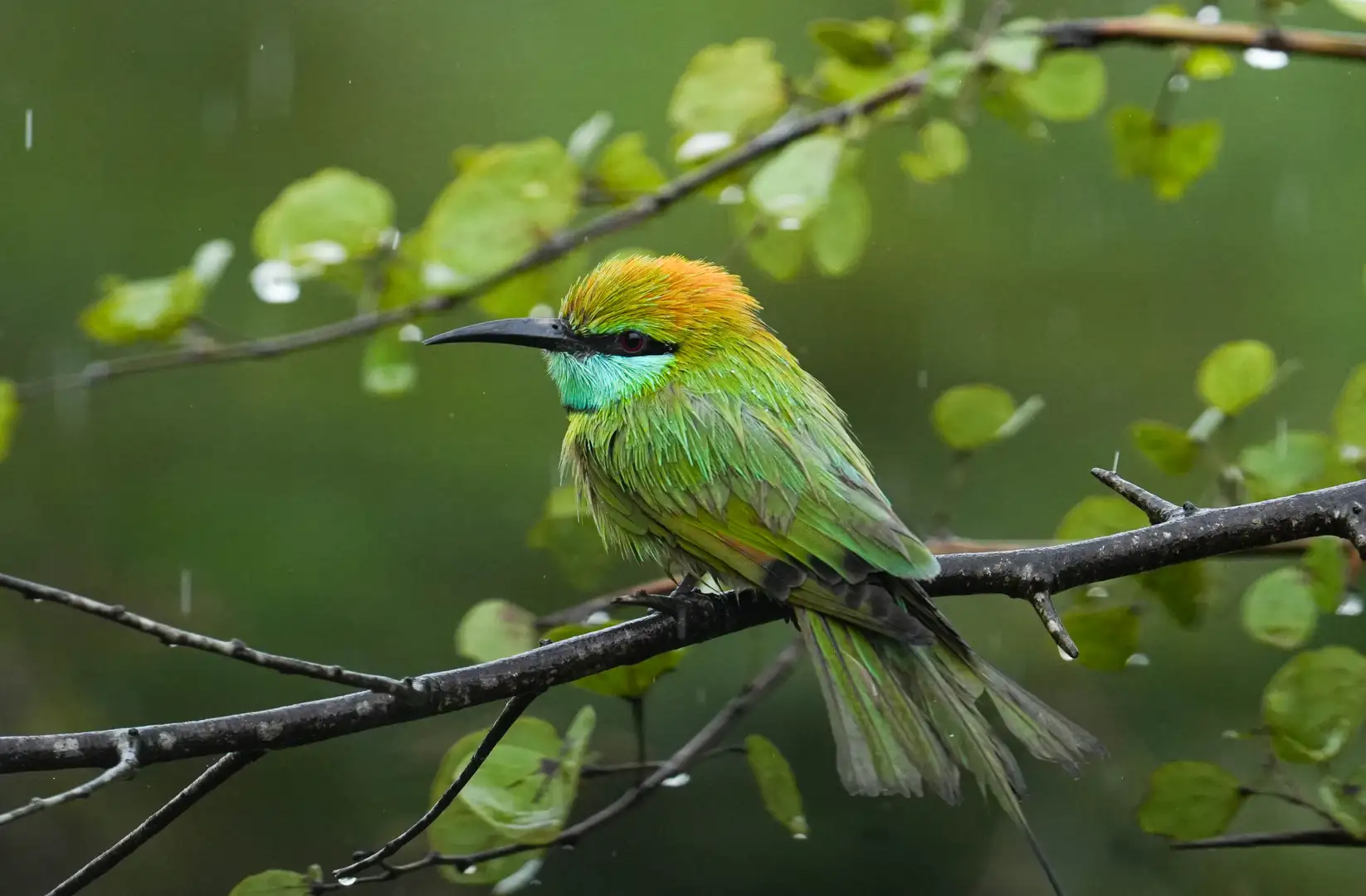 Bee-eaters in Yala Block 6, Sri Lanka
